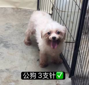 Maltese