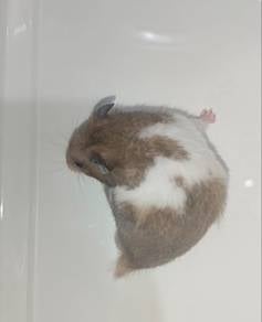 Male Syrian Hamster Banded Yellow Black