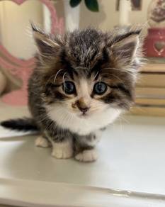 Mix Mainecoon Kitten