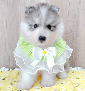Husky