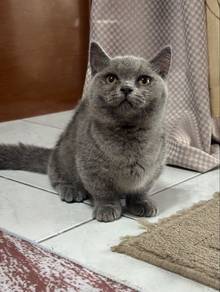 Ss Munchkin