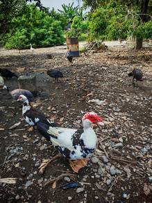 Muscovy Duck / Itik Serati 
