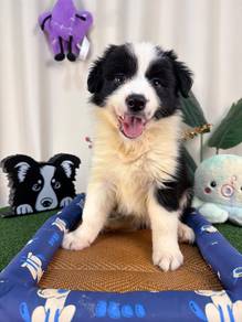 Border Collie MKA Female