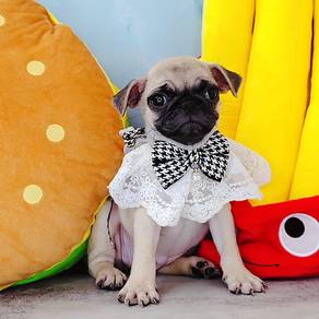 Pug