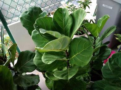 Nice Fiddle-Leaf Fig Plant