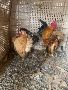 ayam serama trio