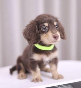 MINIATURE DACHSHUND Puppies D146 PREMIUM Quality