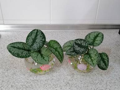 Floral Decorative Indoor Plant Bowls 2-piece Set