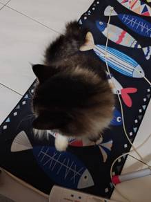 kucing baka