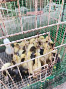 Anak itik serati maskobe utk dilepaskan