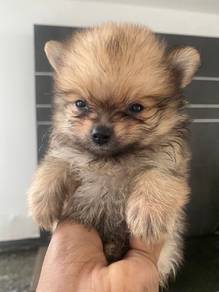 Pomeranian