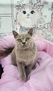 BSH British Shorthair Lilac