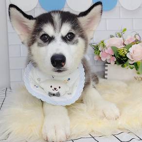 Wooly Husky