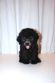 J0497 Grey Poodle Baby Face Puppy