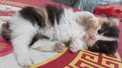 Doll Face Persian Calico Kitten – Symmetrical Face