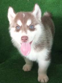 Stunning Blue eyes Male Husky Cutie