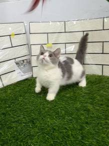 Kucing Kaki pendek