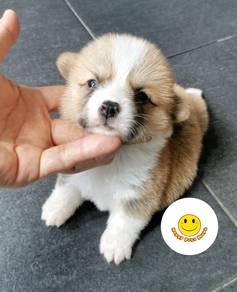 SGG_B1155 Welsh Corgi little sunshine puppies