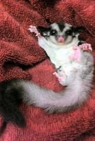Sugar Glider OriAusGebu Free Pallet & Blanket