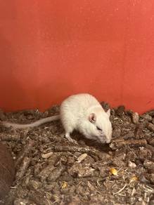 Mangolian Gerbils for sale
