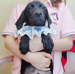 Labrador Retriever