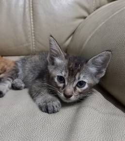 free kittens for adoption urgent 