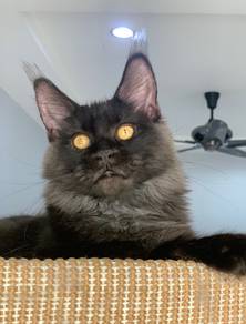 Smoke black Maine Coon
