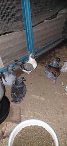 burung merpati modena lokal