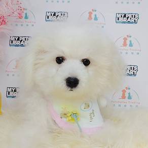Maltipoo (Maltese mix poodle)