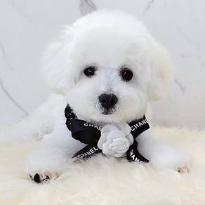 Maltipoo