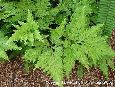 Selaginella Species