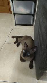 Siamese Male 10bulan