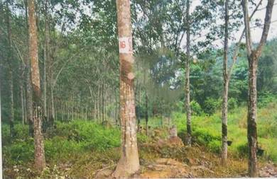Agricultural Land in Kuala Krai, KTN