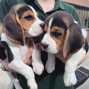beagle puppies 01 