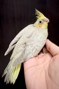 Burung Cockatiel Pearl Handfeed