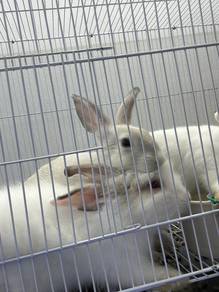 Rabbit