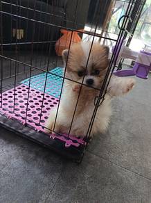 Teacup Pomeranian 