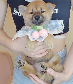 Shiba
