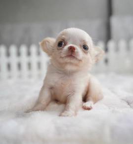 CHIHUAHUA PUPPIES VIP62🌷Head Apple Cute Dog