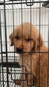 golden retriever puppies v