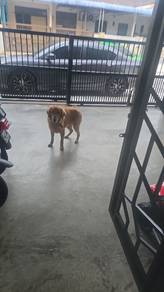 golden retriever 