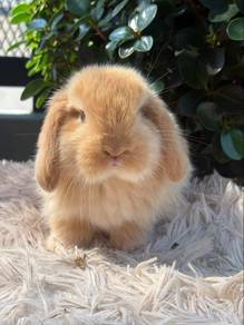 Holland lop