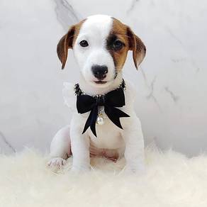 Jack Russell