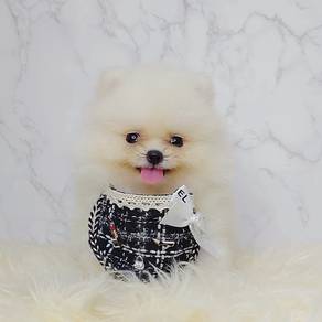 Pomeranian