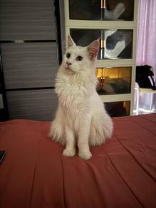 Purebred Mainecoon