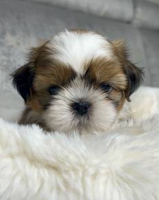K3740 Loveable Shih Tzu / Shihpoo / Cute / Tricolo