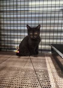bsh male 