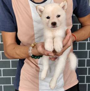 White Shiba