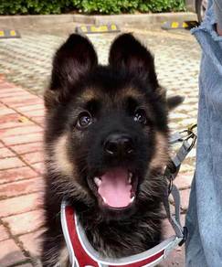 German Shepherd