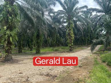 Agricultural Land in Kota Kinabatangan, SBH